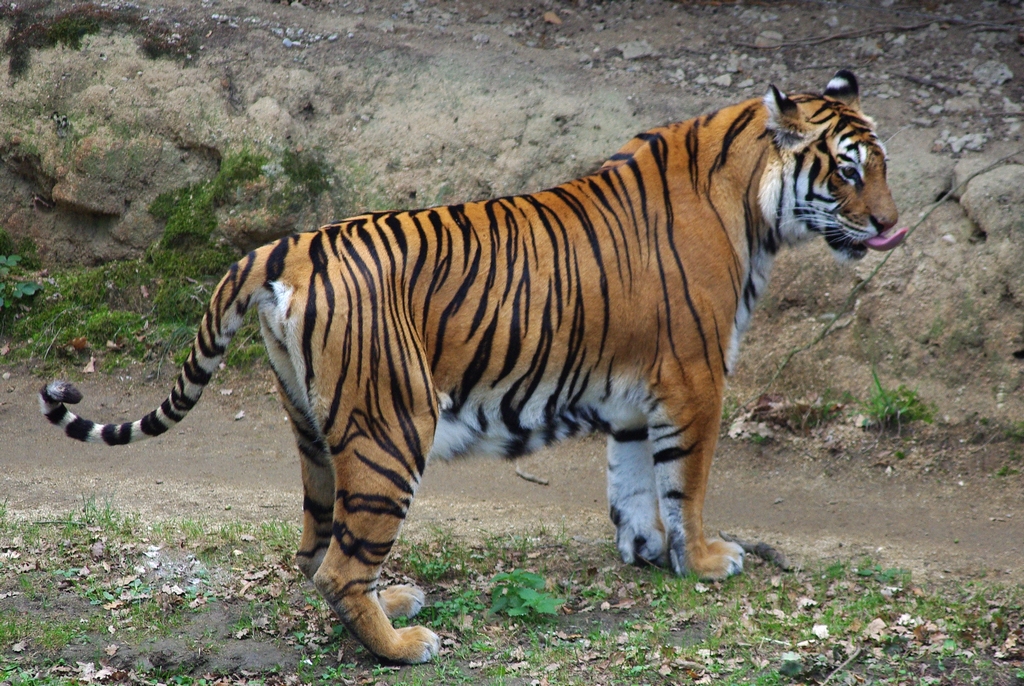 Tigre