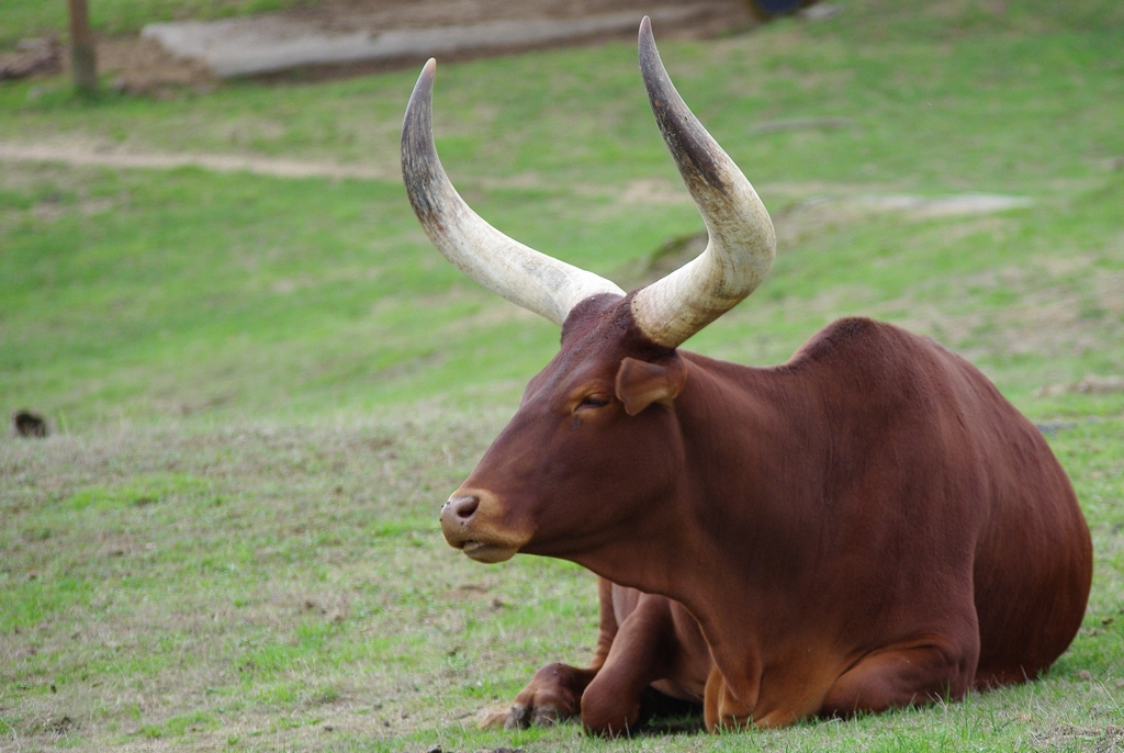 Zébu